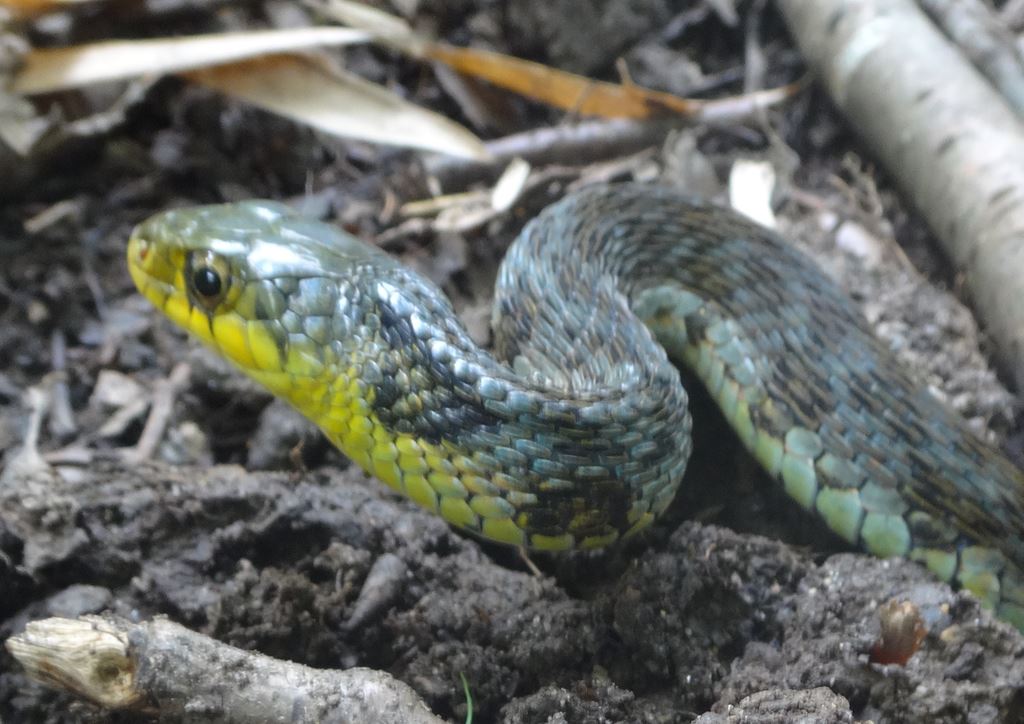 ヤマカガシ 幼陀 外院の杜クラブ